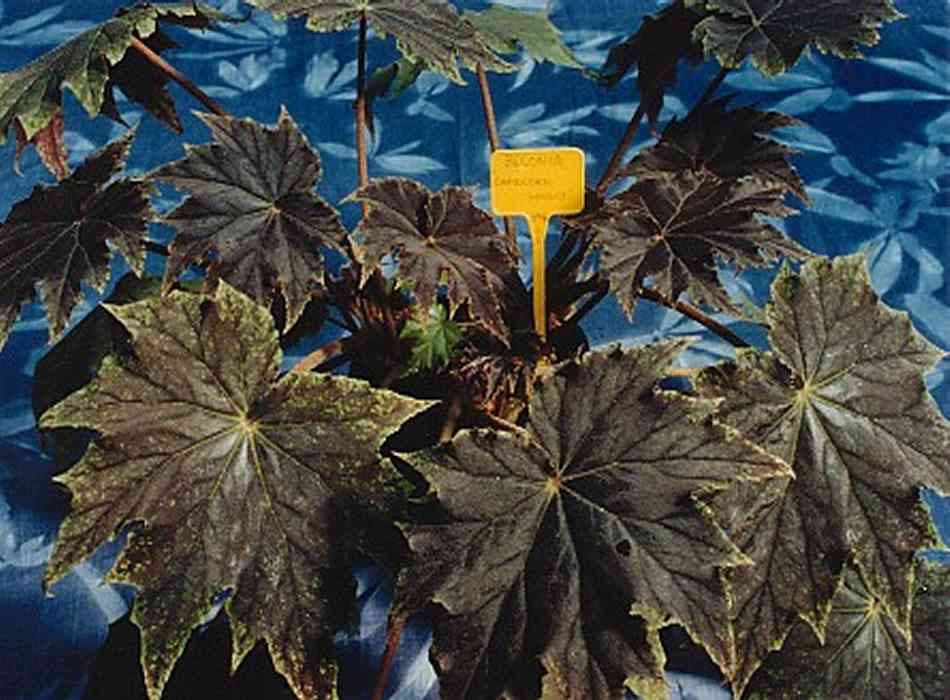 B. ‘Capricorn Sunset’